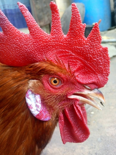 Red Junglefowl