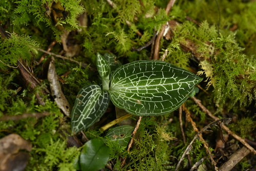 Goodyera hachijoensis (Goodyera hachijoensis)