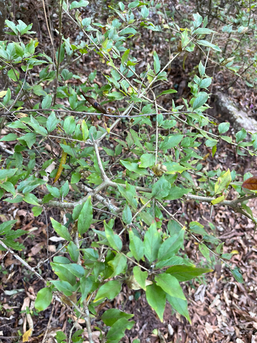 Hairy Turkeyberry (Canthium ciliatum)