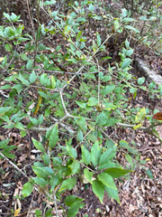 Canthium ciliatum
