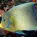 Semicircle Angelfish - Photo (c) Erik Schlogl, some rights reserved (CC BY-NC), uploaded by Erik Schlogl