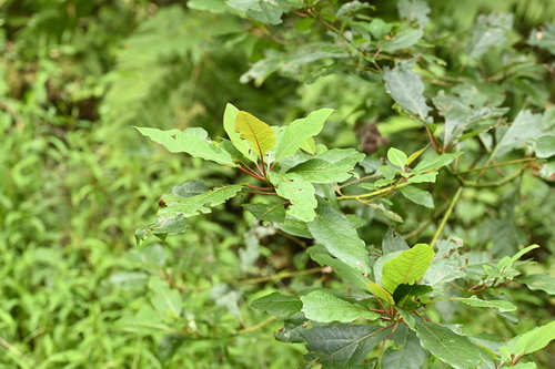 Sassafras randaiense, photograph 6