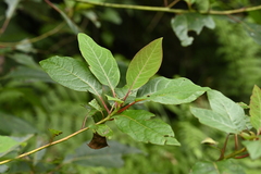 Sassafras randaiense, photograph (c) 曾昱承 Yu-Cheng Zeng, some rights reserved (CC BY)