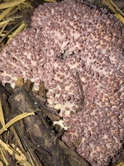 Ramaria purpurissima