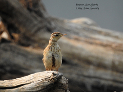 Cincloramphus cruralis