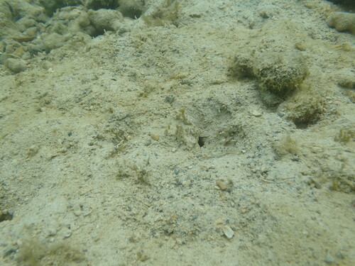 Psilogobius mainlandi observed 2025-08-31