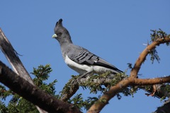 Corythaixoides leucogaster