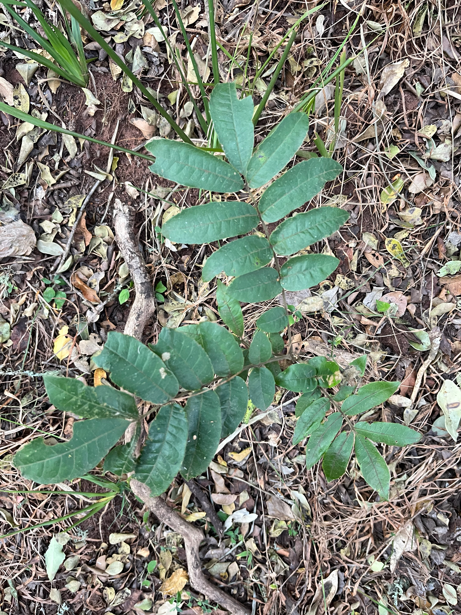Forest Mahogany (Trichilia dregeana)