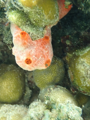 Monanchora clathrata observed 2025-08-31