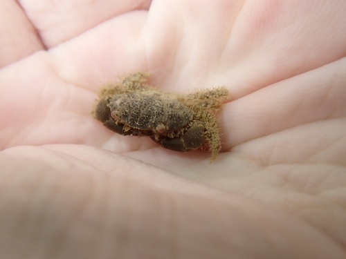 Etisus laevimanus observed 2025-08-31