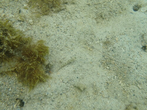 Psilogobius mainlandi observed 2025-08-31