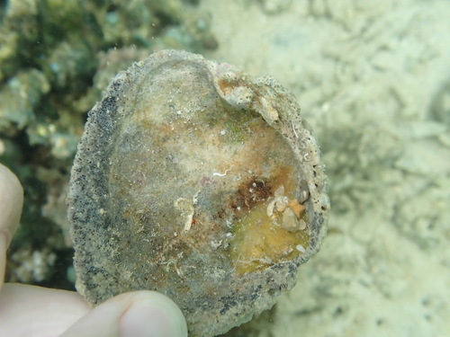 Antigona reticulata observed 2025-08-31