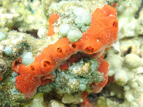 Monanchora clathrata observed 2025-08-31