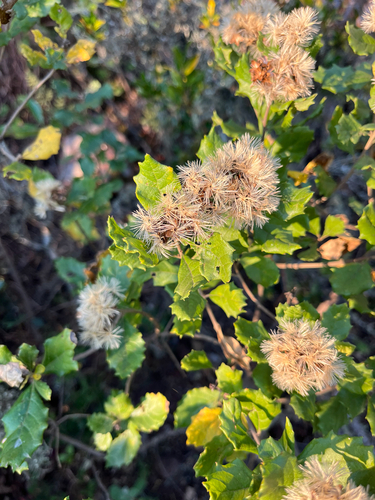 Threes Bittertea (Gymnanthemum triflorum)