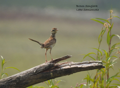 Cincloramphus cruralis