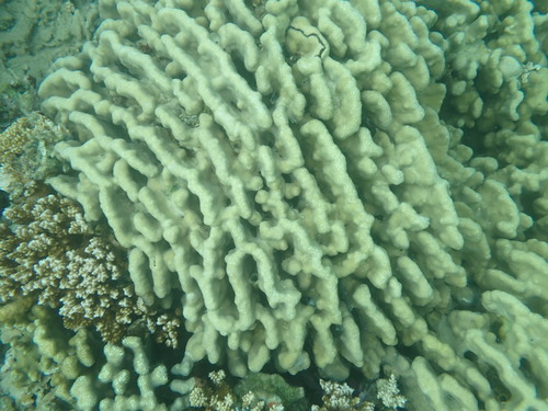 Porites annae observed 2025-08-31