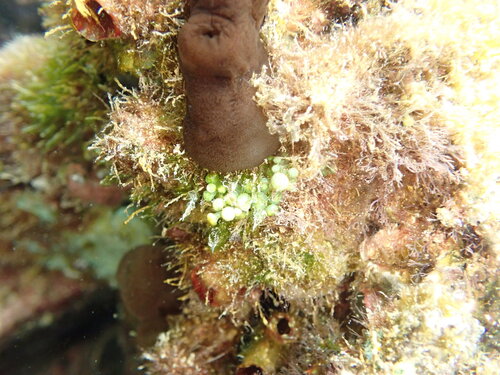 Caulerpa racemosa observed 2025-08-31