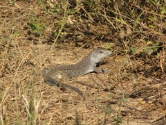 Ameiva praesignis