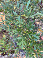 Ekebergia pterophylla, photograph author not stated, no rights reserved