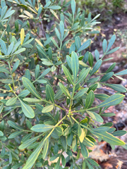 Ekebergia pterophylla, photograph author not stated, no rights reserved