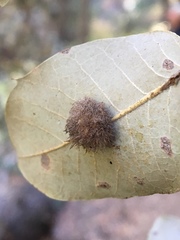 Disholandricus lasius