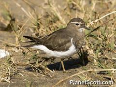Charadrius modestus