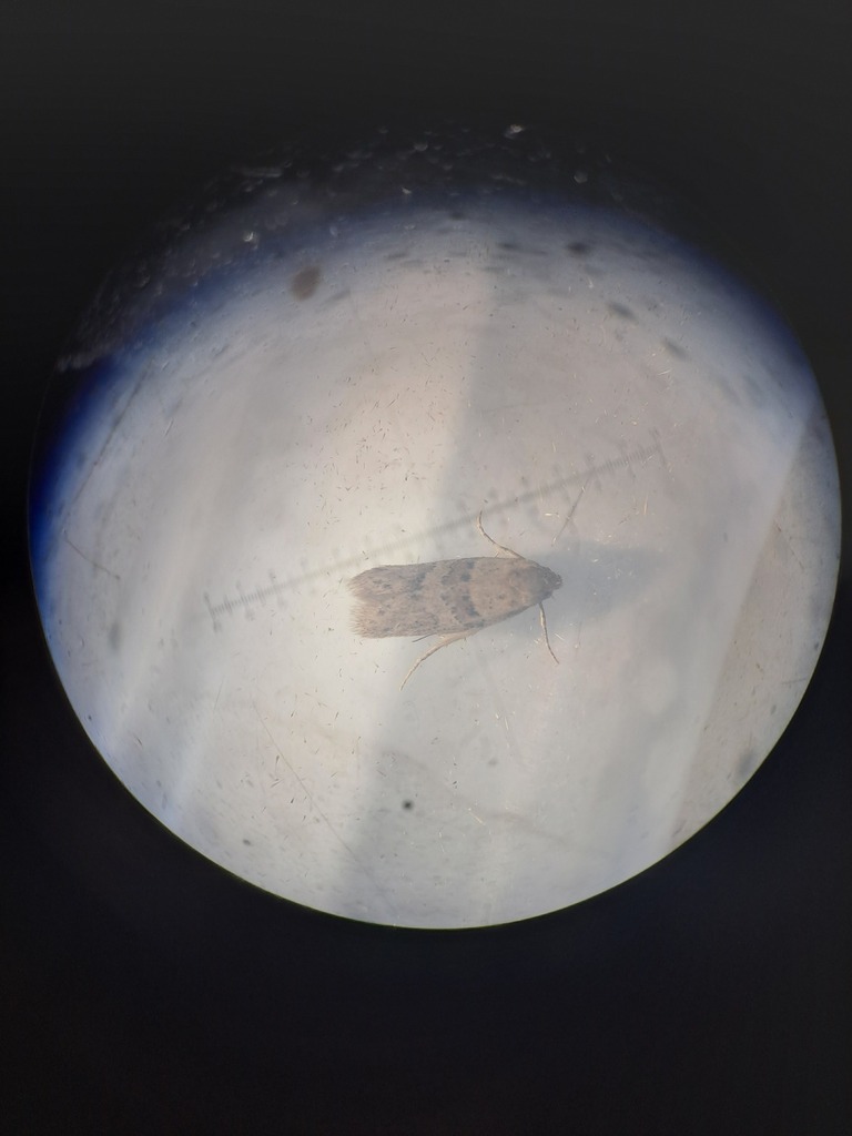 Chersogenes variabilis
