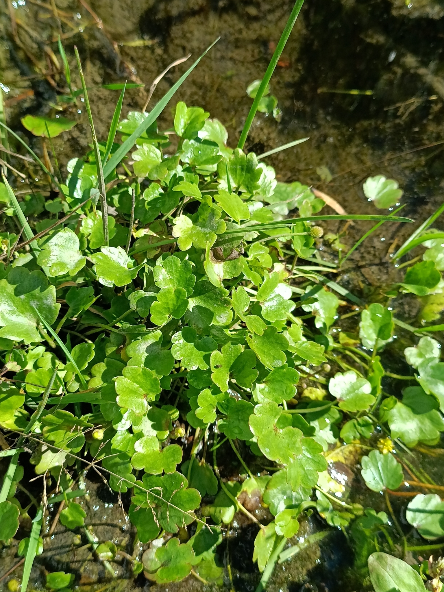 Halerpestes sarmentosa