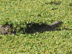 Crocodylus intermedius