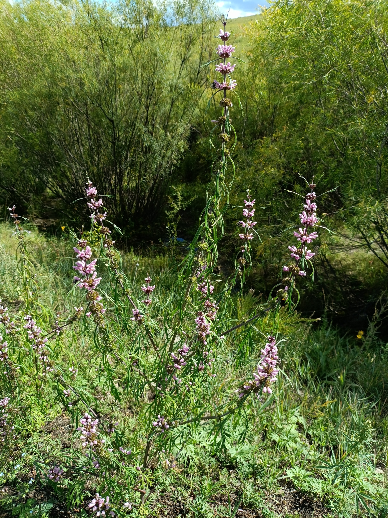 Honeyweed (Leonurus sibiricus)