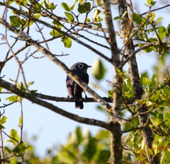 Melaenornis fischeri