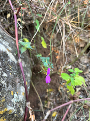 Dicliptera clinopodia