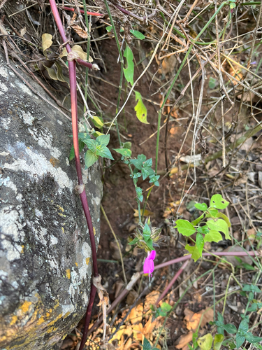 Dicliptera clinopodia, photograph 2