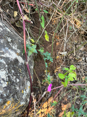 Dicliptera clinopodia, photograph author not stated, no rights reserved