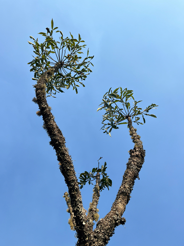 Cussonia transvaalensis, photograph 3