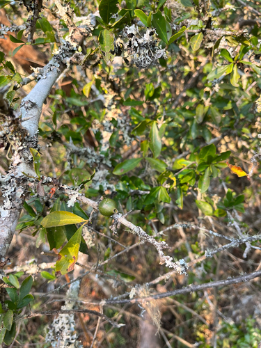 Hyperacanthus amoenus, photograph 6