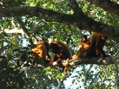Alouatta arctoidea