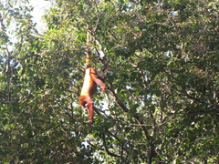 Alouatta arctoidea