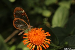 Greta morgane morgane