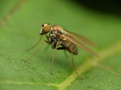 Diaphorinae