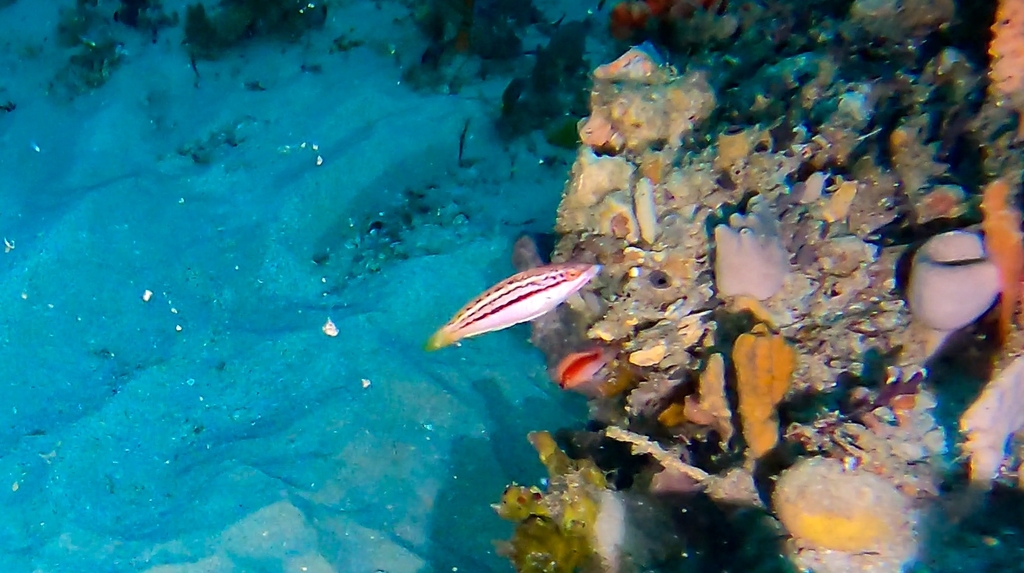 Striped Trawl Wrasse