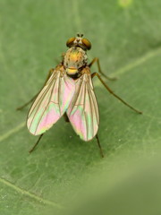 Diaphorinae