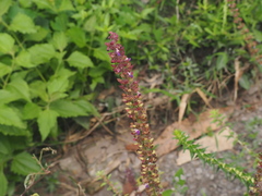 Coleus monostachyus
