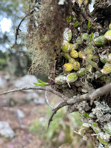 White Snout Orchid (Polystachya ottoniana)