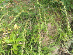 Pseudelephantopus spicatus
