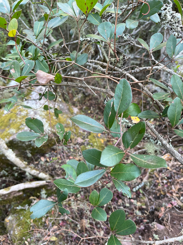 Rhoicissus revoilii, photograph 2