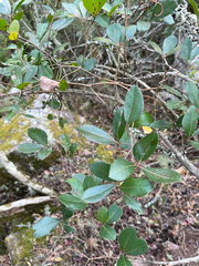 author not stated, no rights reserved Rhoicissus revoilii, photograph author not stated, no rights reserved