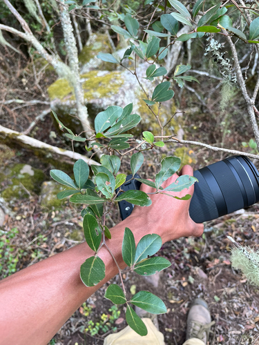Bushveld Grape (Rhoicissus revoilii)