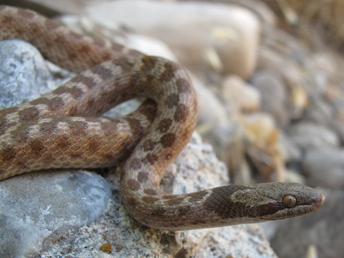 Hypsiglena chlorophaea