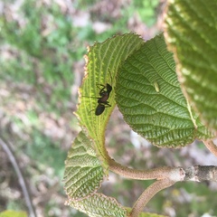 Camponotus obscuripes